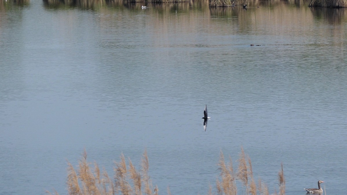 hvitvingesvartterne - ML644228697