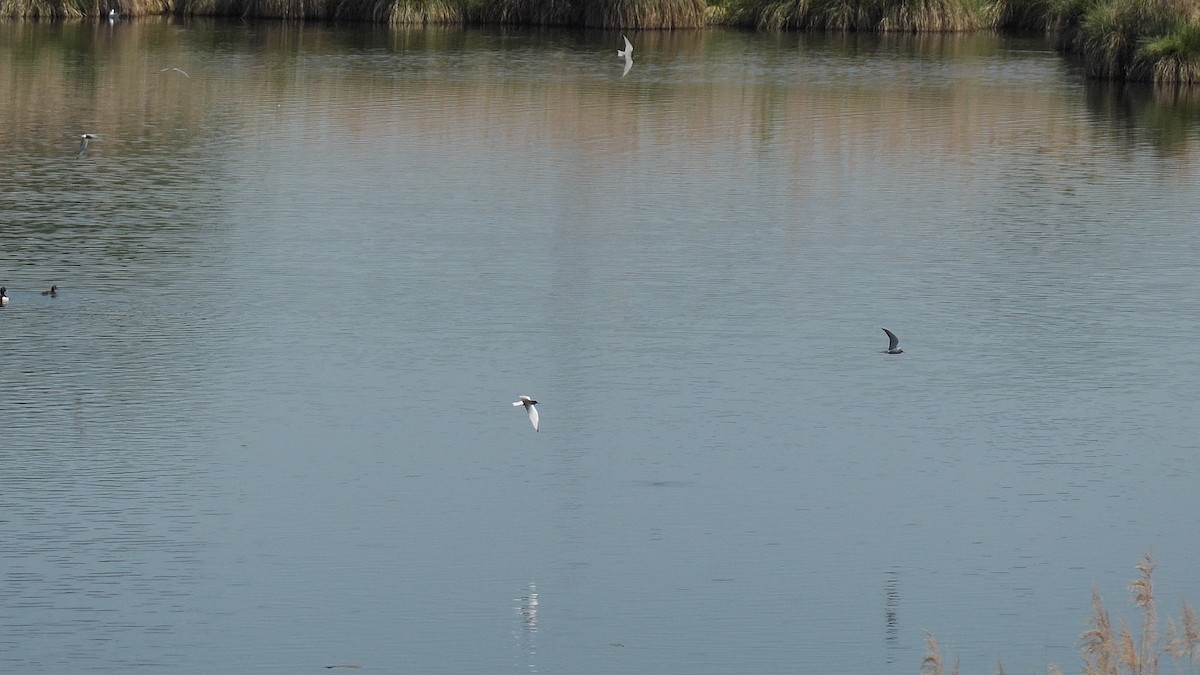 hvitvingesvartterne - ML644228698