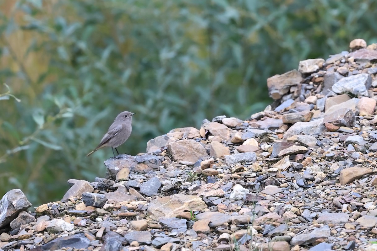 Black Redstart - ML644228702