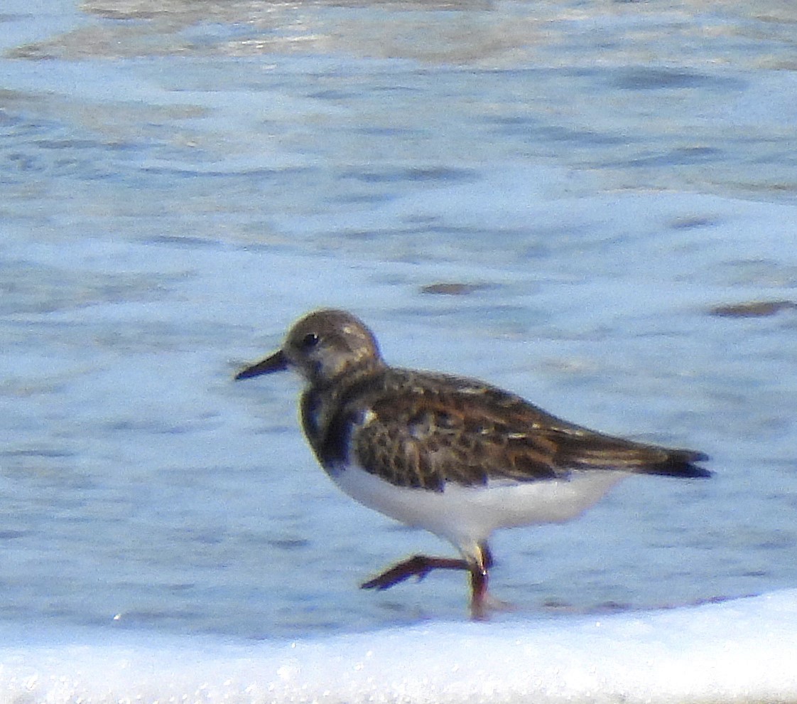 Ruddy Turnstone - ML644228703