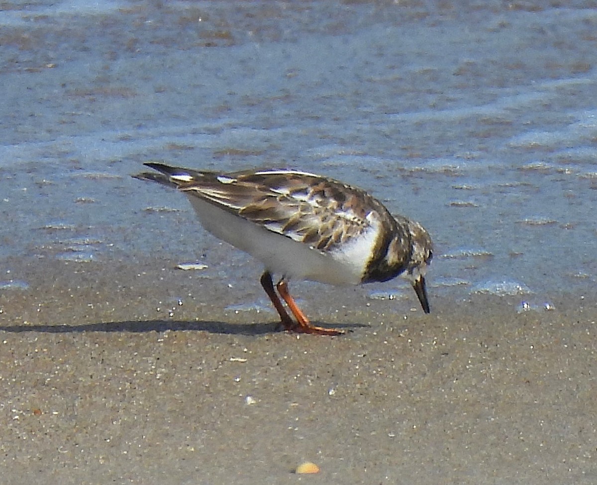 Ruddy Turnstone - ML644228704