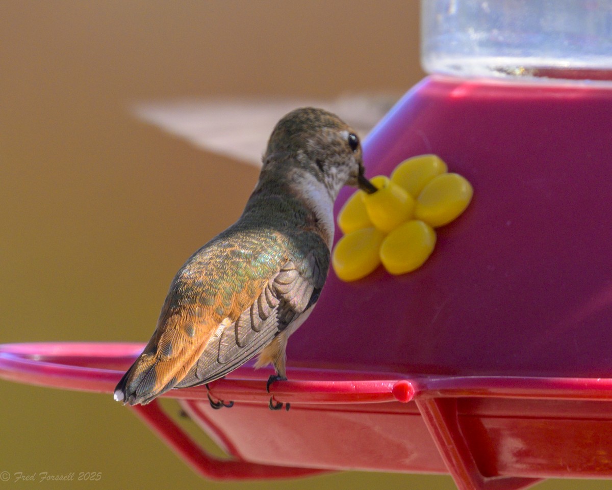 Rufous Hummingbird - ML644228709