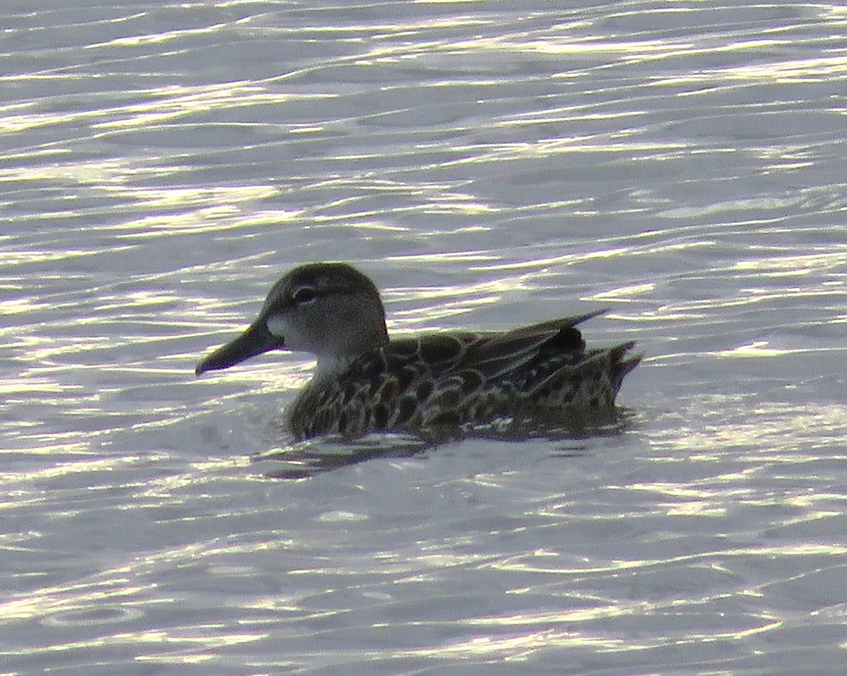 Blue-winged Teal - ML644228727