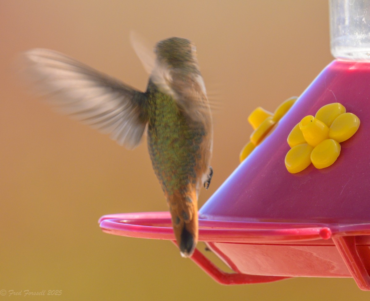 Rufous Hummingbird - ML644228729