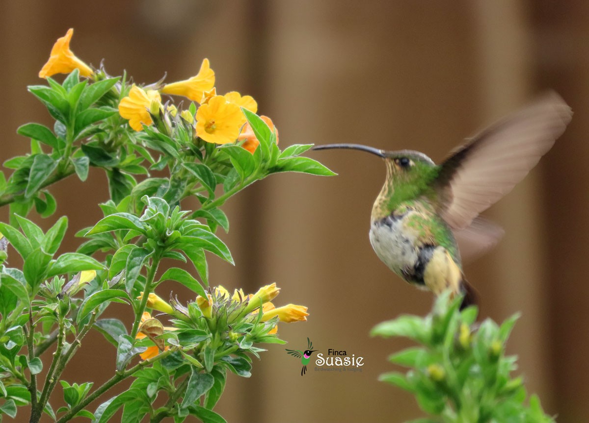 Mountain Velvetbreast - ML644228736