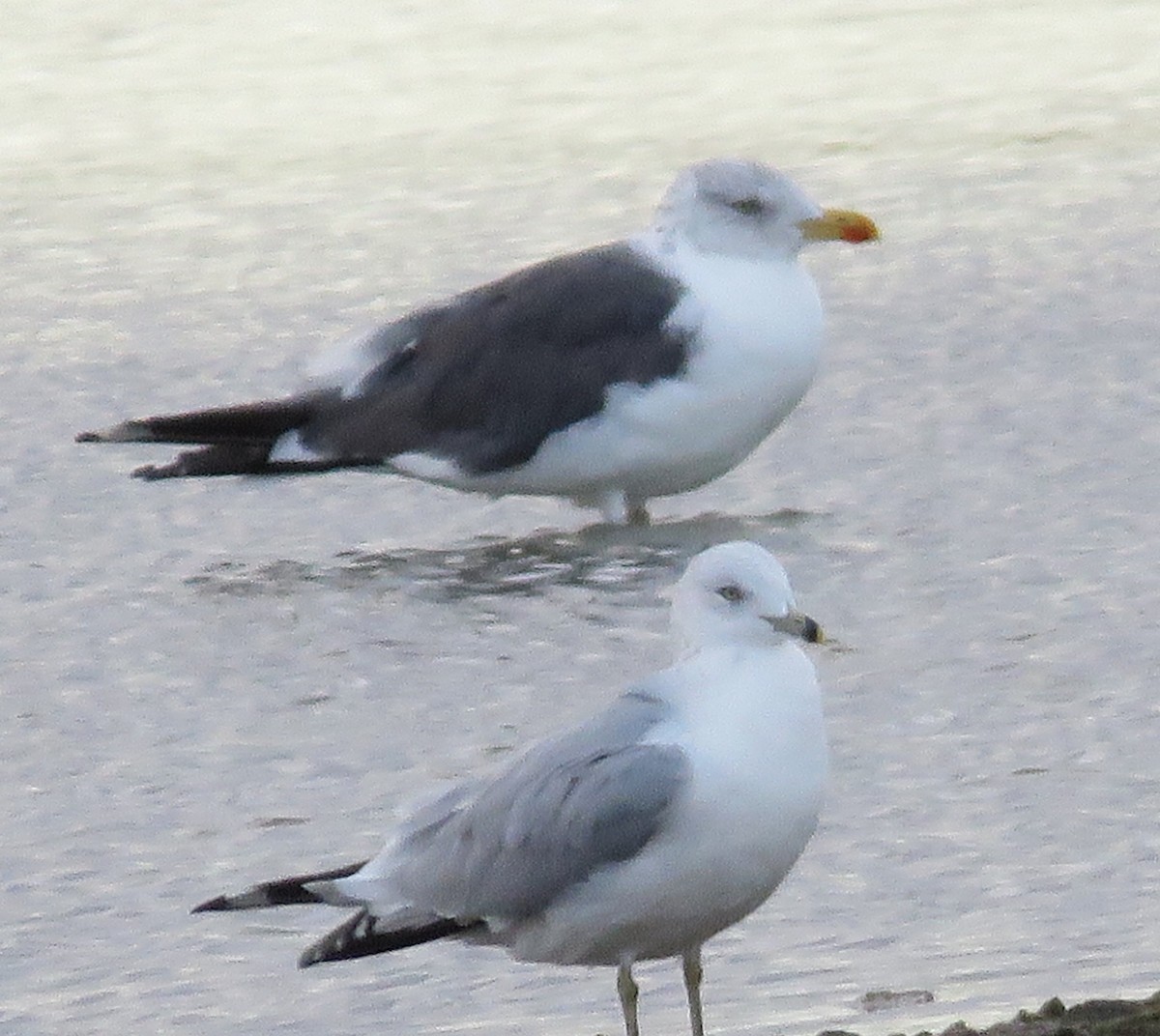 Lesser Black-backed Gull - ML644228740