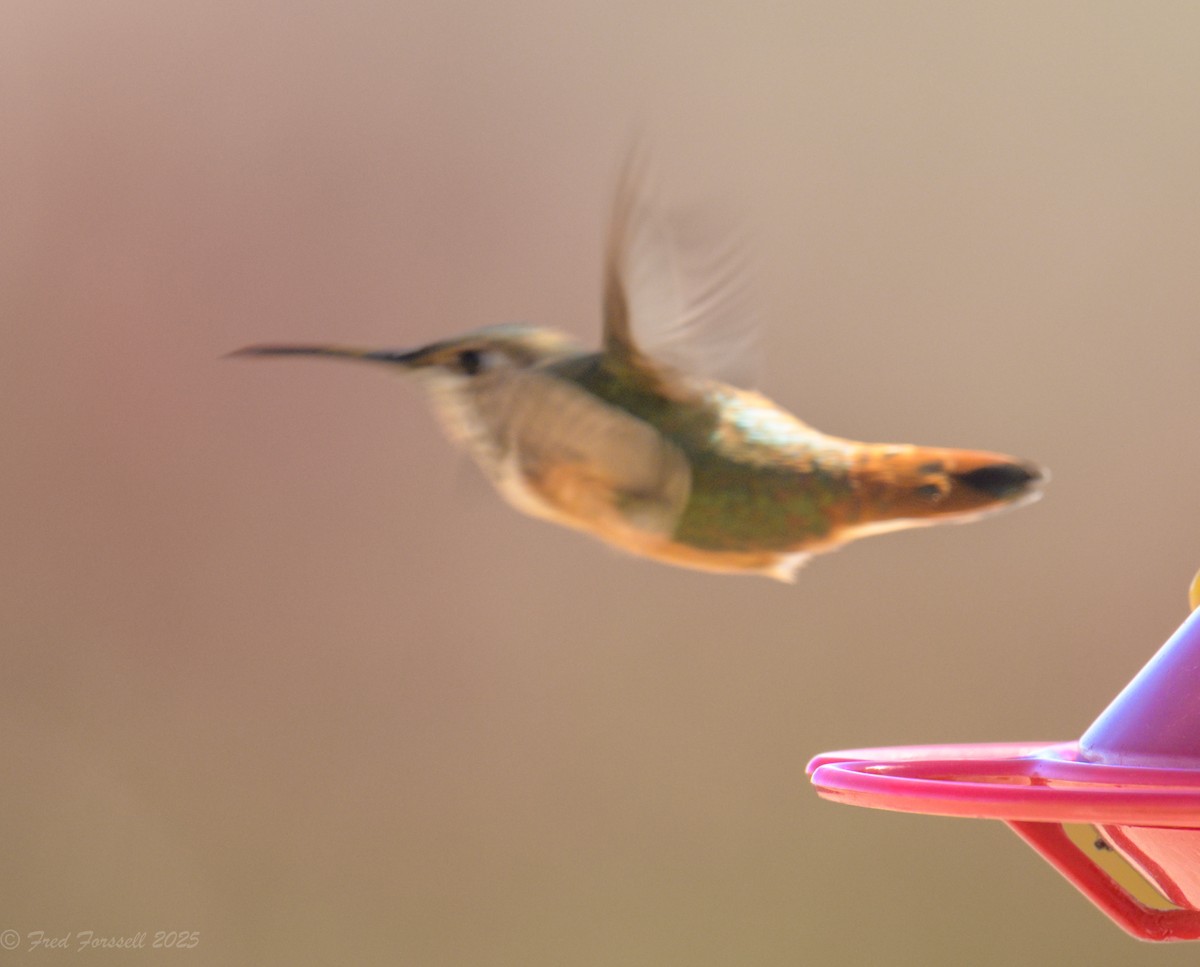 Rufous Hummingbird - ML644228741