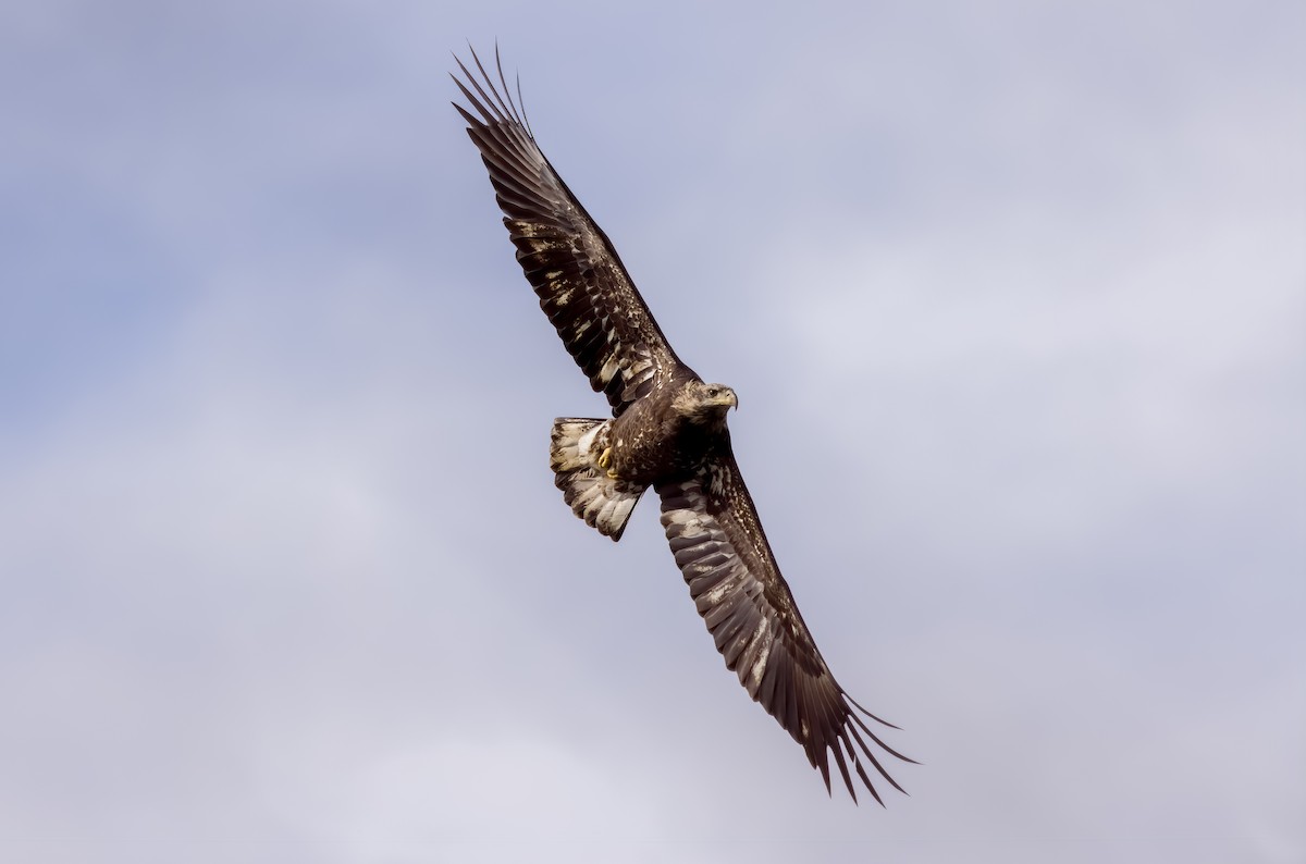 Itsas arrano buruzuria - ML644228750