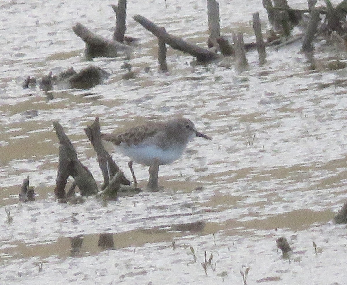 Least Sandpiper - ML644228751