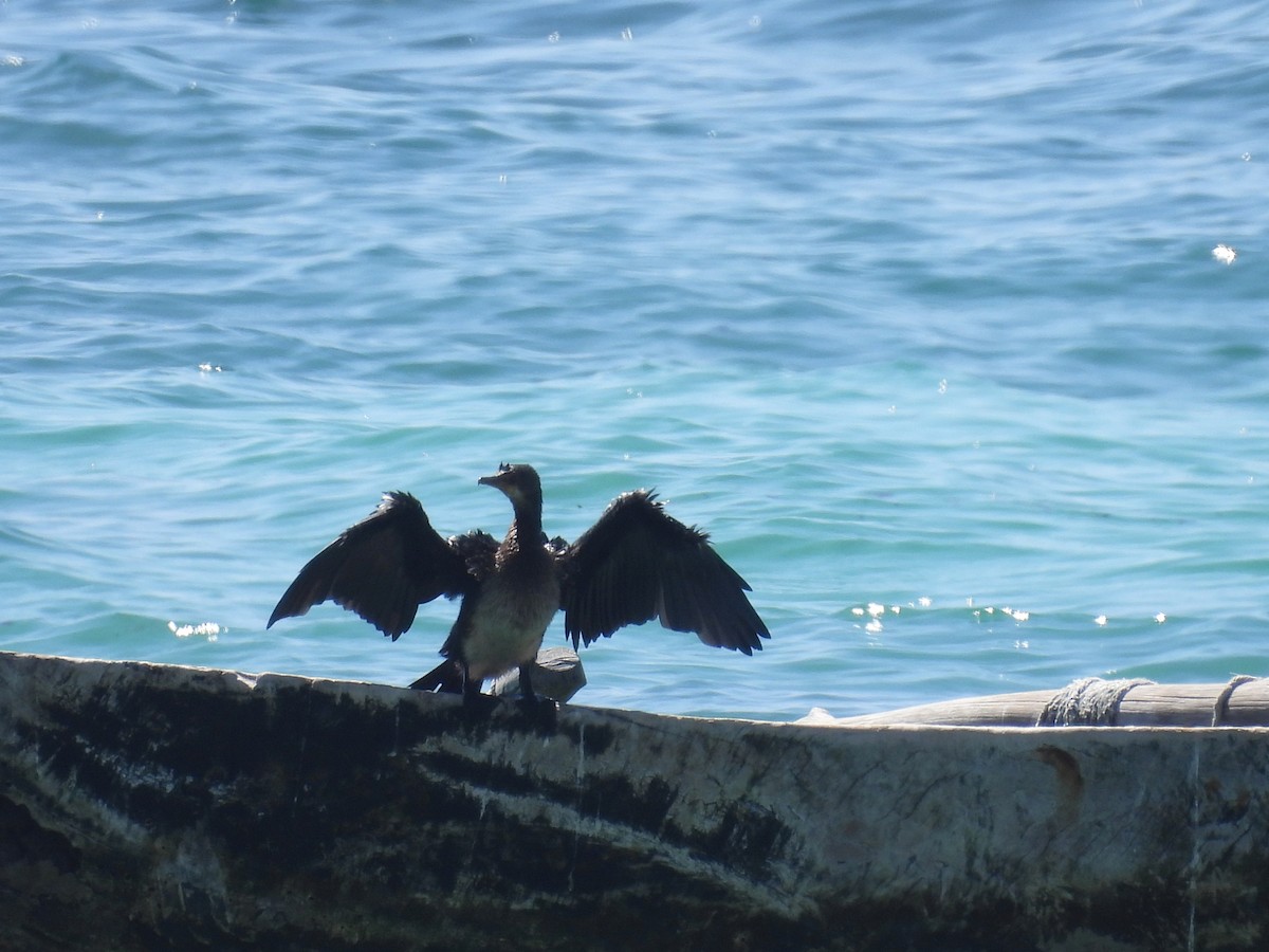 Reed Cormorant - ML644228767