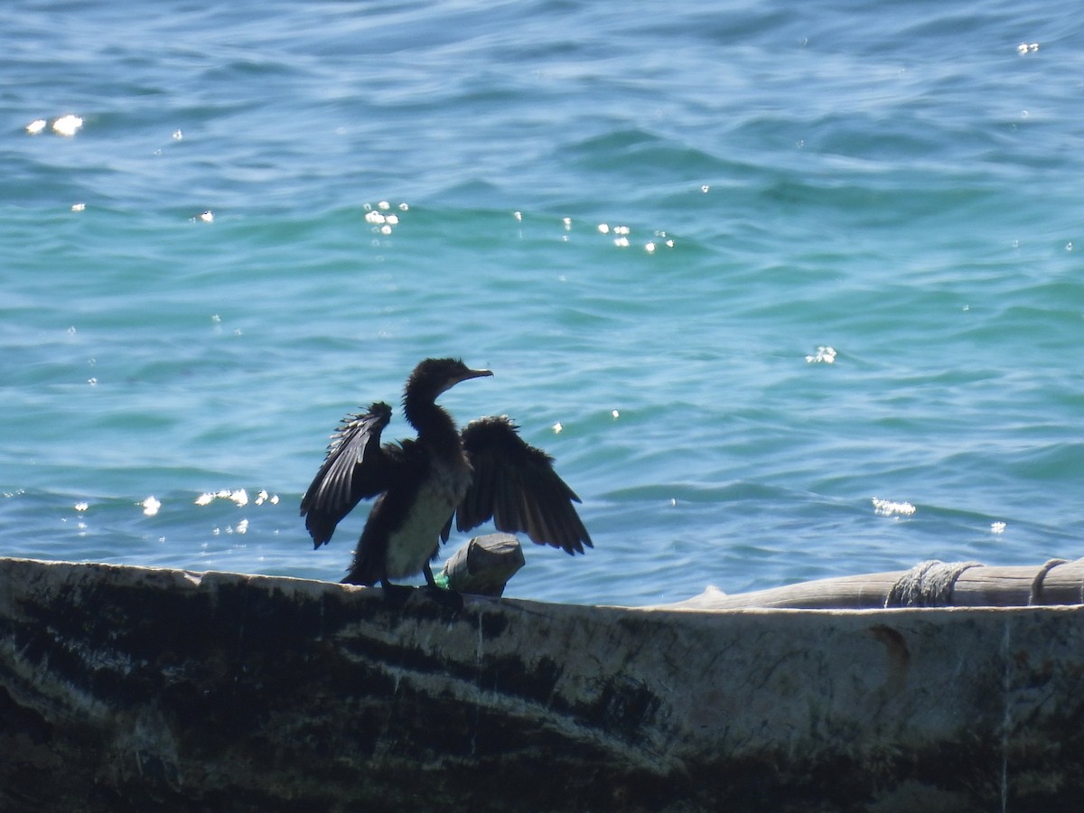 Reed Cormorant - ML644228768