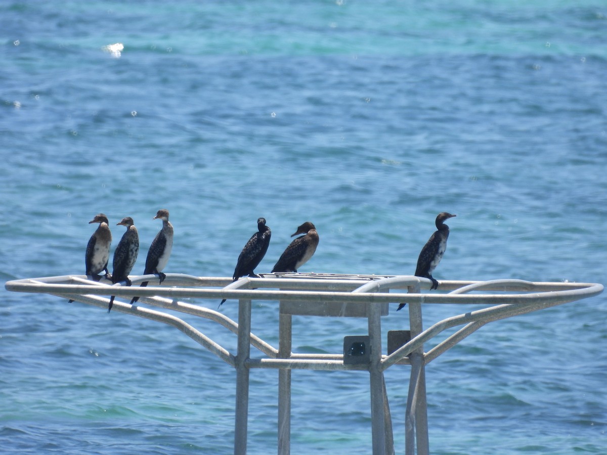 Reed Cormorant - ML644228769