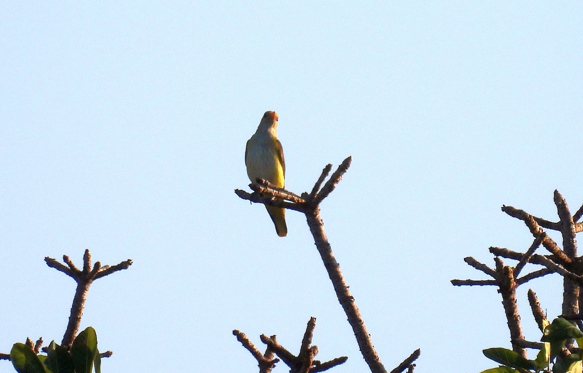 Eurasian Golden Oriole - ML644228794