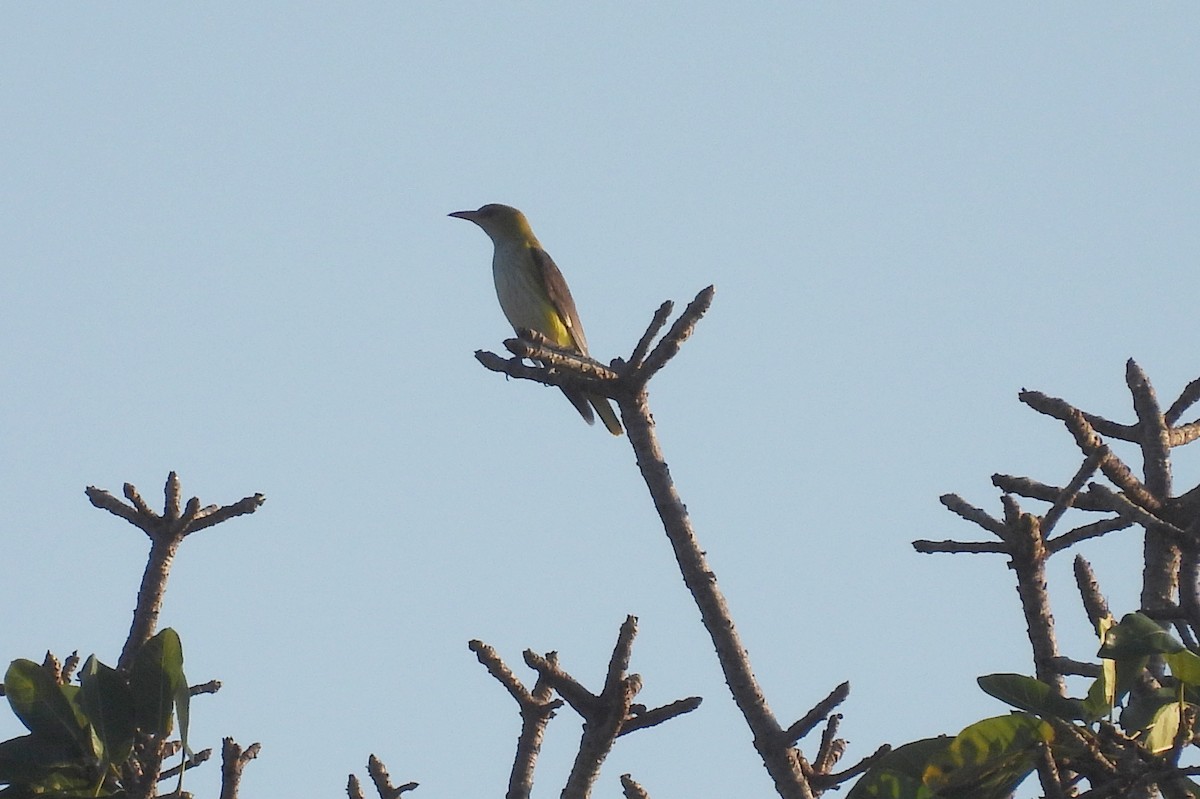 Eurasian Golden Oriole - ML644228795