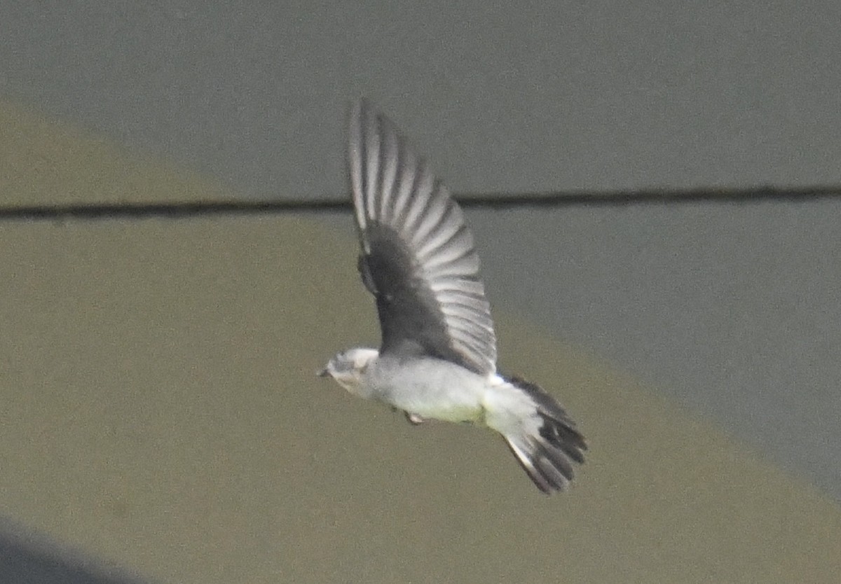 Golondrina Gorjirrufa - ML644228796