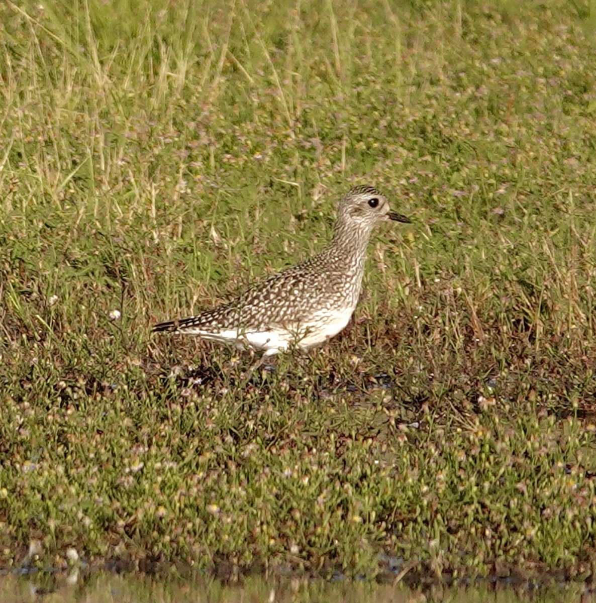 Буурал сүвээ цагаан - ML644228810