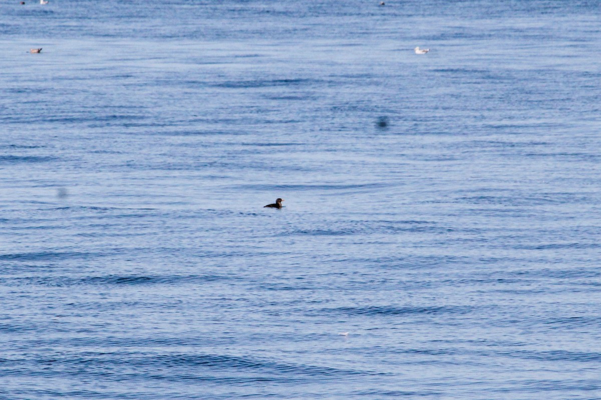 Macareux rhinocéros - ML644228814