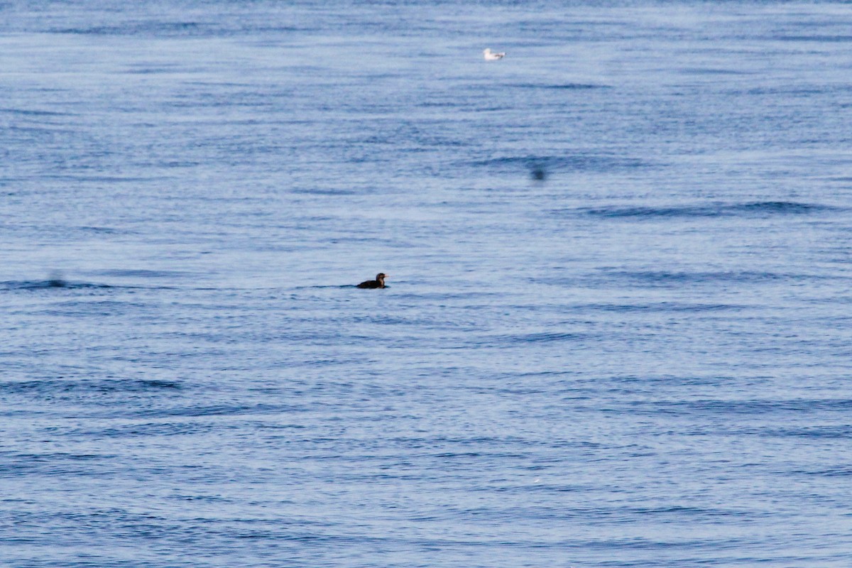 Macareux rhinocéros - ML644228815