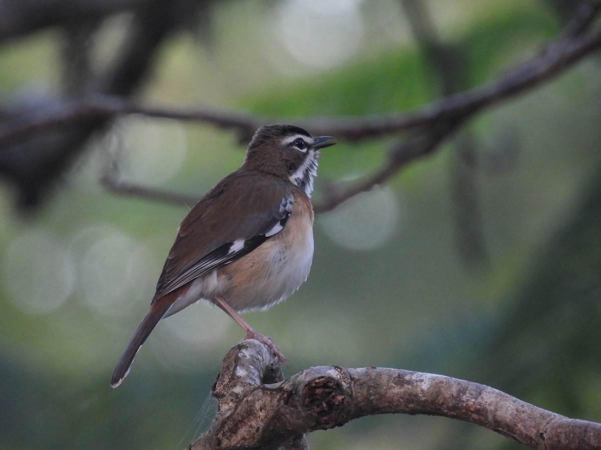 Bearded Scrub-Robin - ML644228817