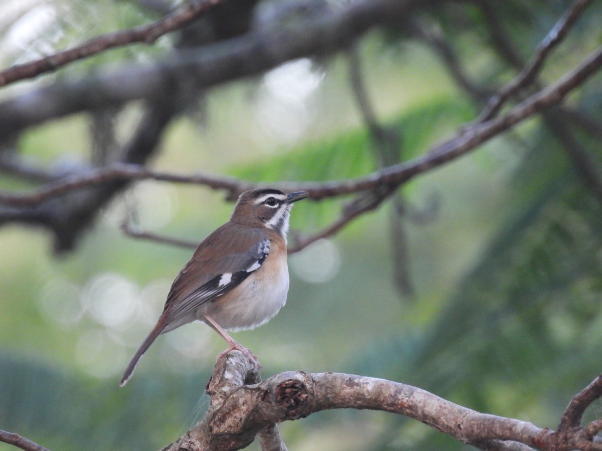 Bearded Scrub-Robin - ML644228818