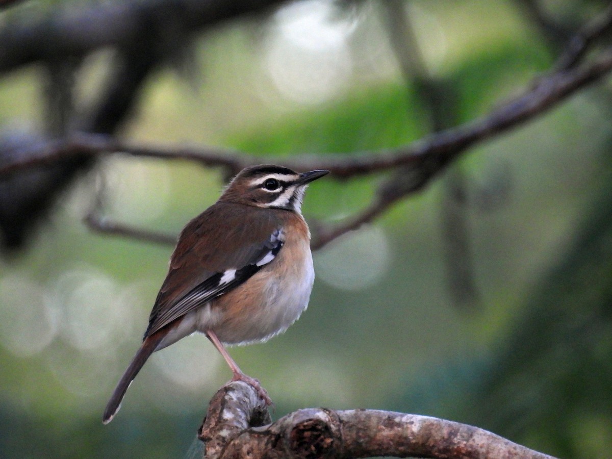 Bearded Scrub-Robin - ML644228819