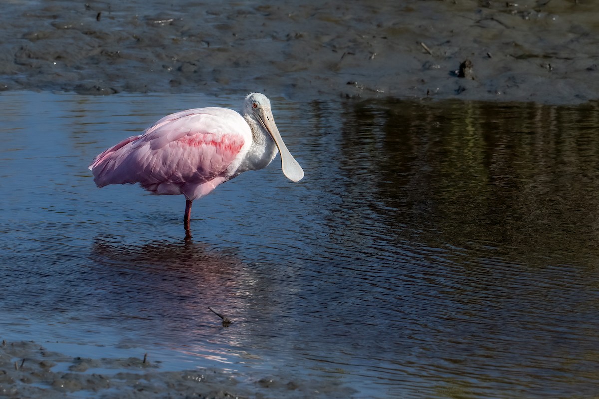 Roseate Spoonbill - ML644228821