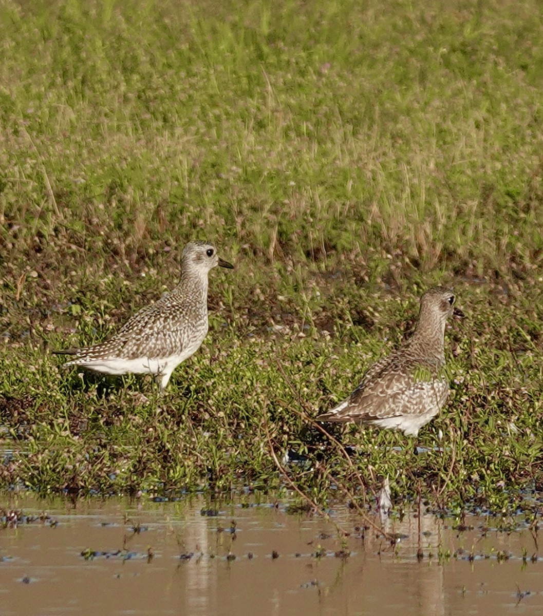 Буурал сүвээ цагаан - ML644228823