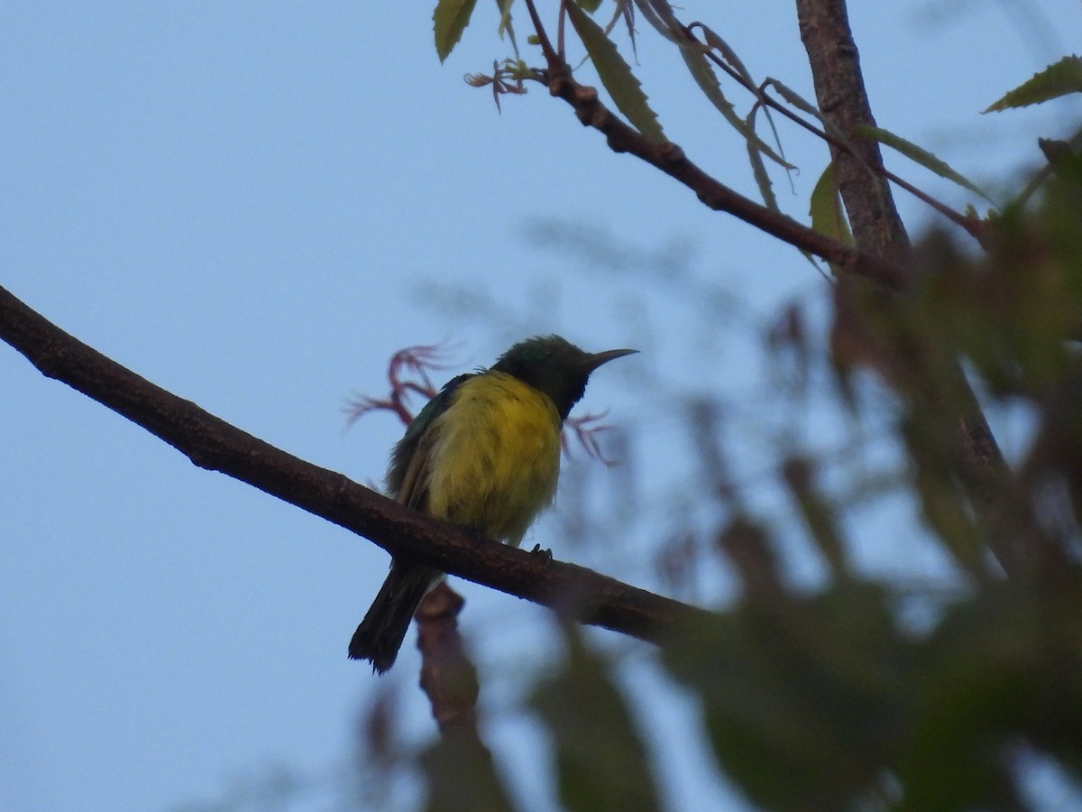 Collared Sunbird - ML644228840