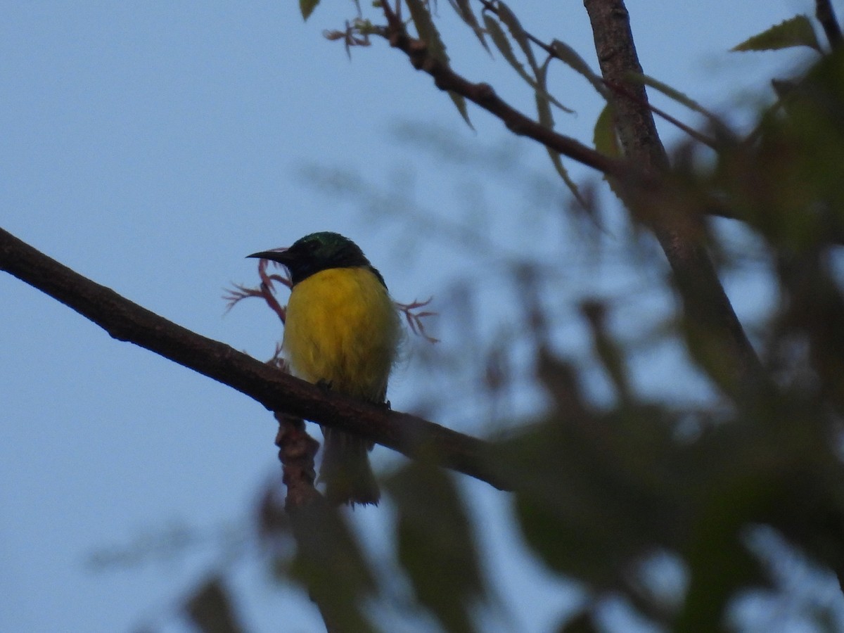 Collared Sunbird - ML644228841