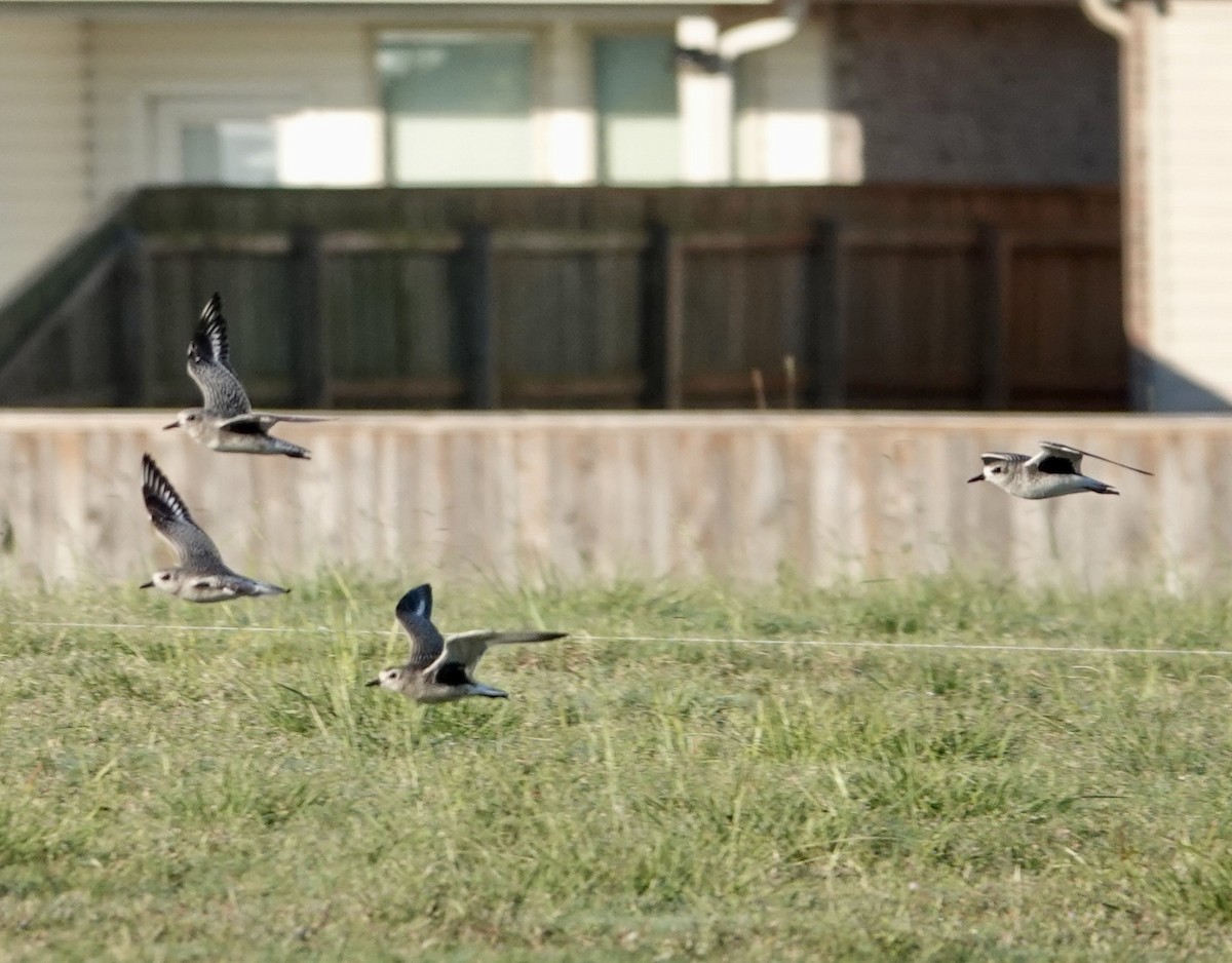 Буурал сүвээ цагаан - ML644228844