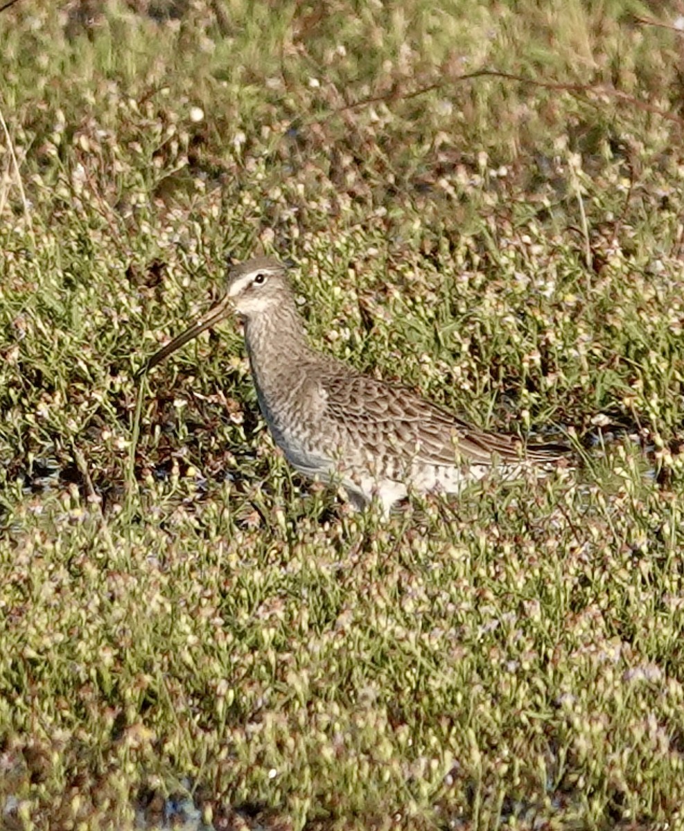 Хараалжин цууцил - ML644228853