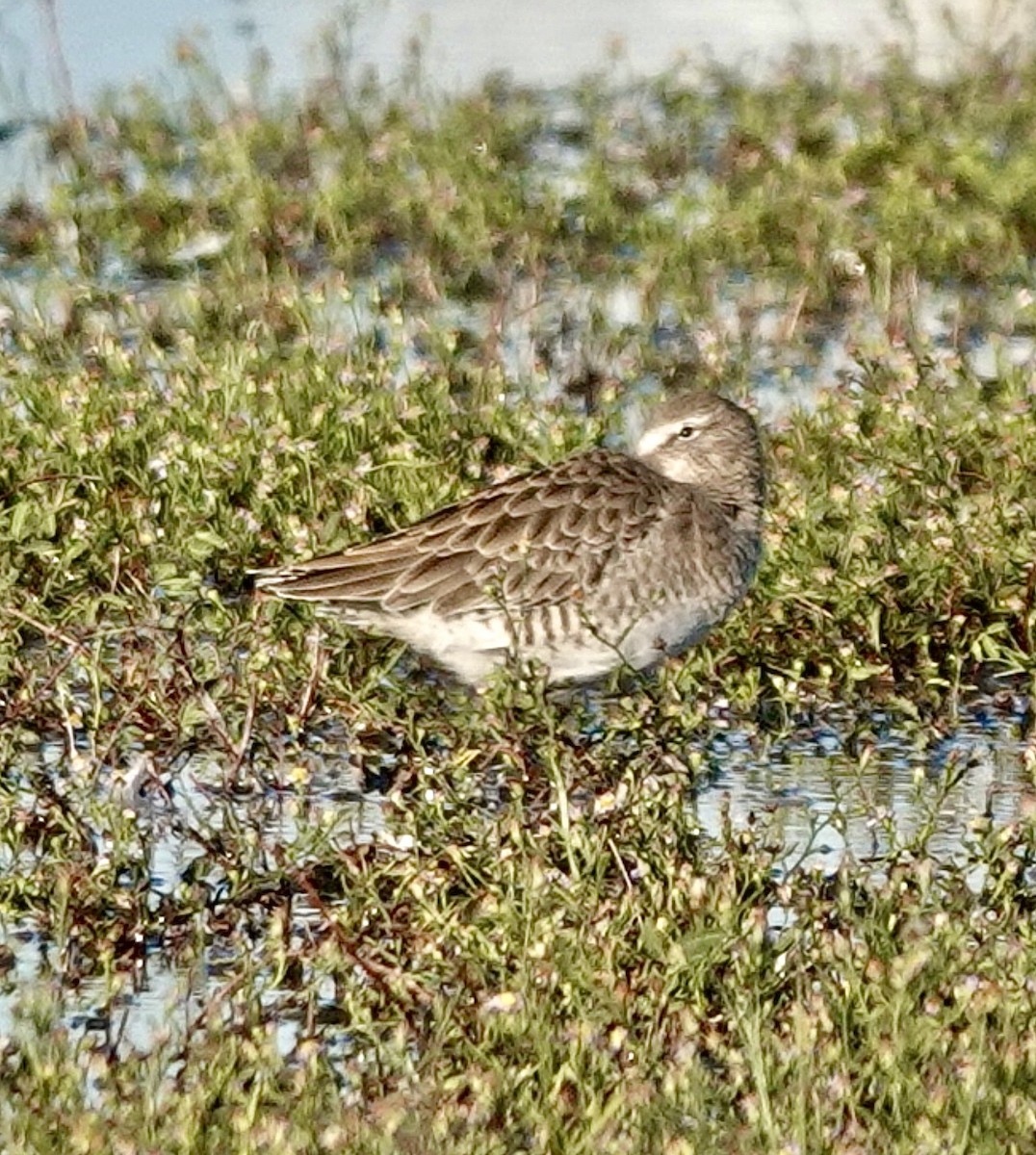 Хараалжин цууцил - ML644228857