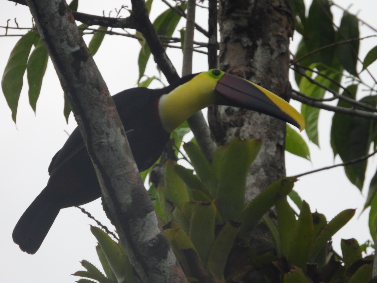 Тукан жовтошиїй - ML644228858