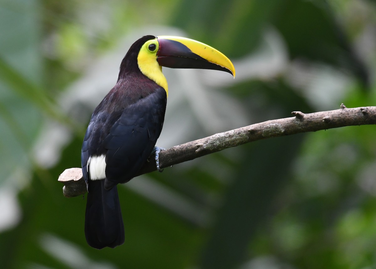 Тукан жовтошиїй - ML644228861