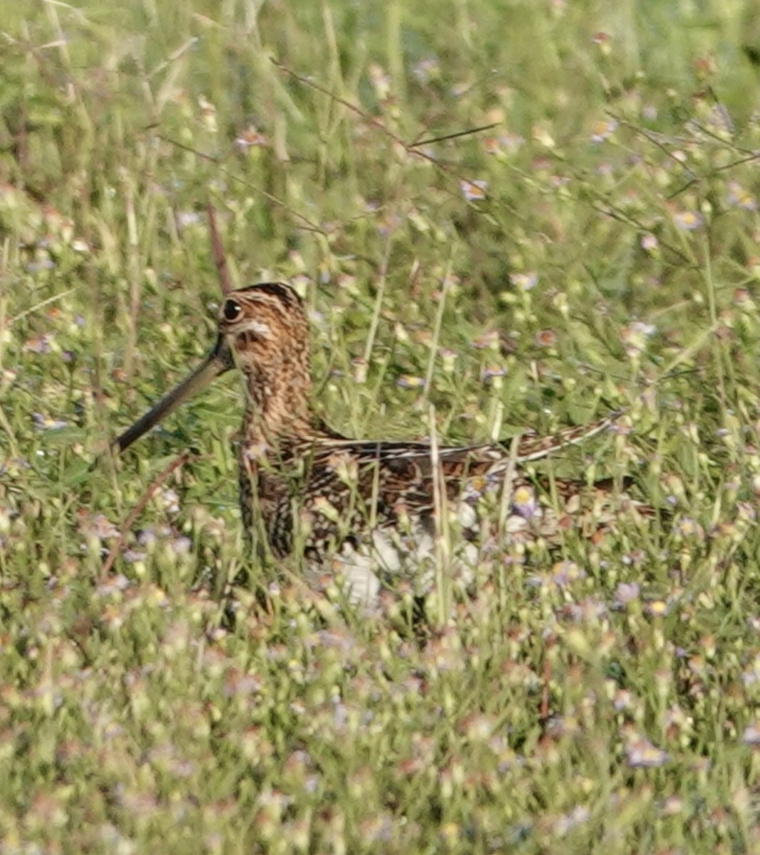 Wilson's Snipe - ML644228865