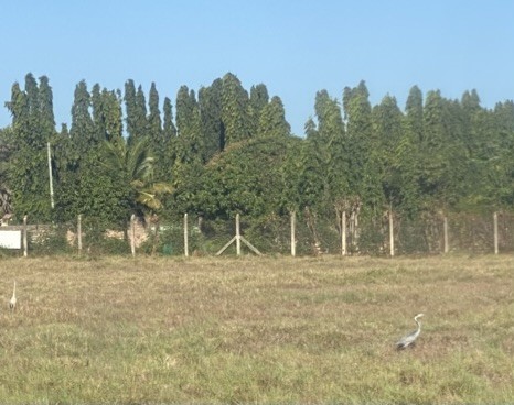 Black-headed Heron - ML644228892