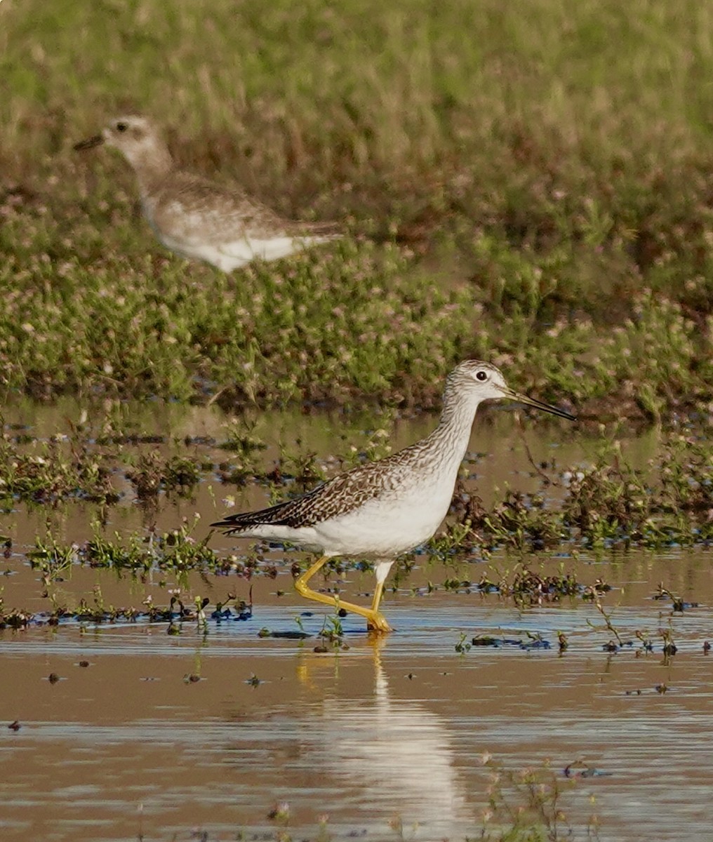 Greater Yellowlegs - ML644228893