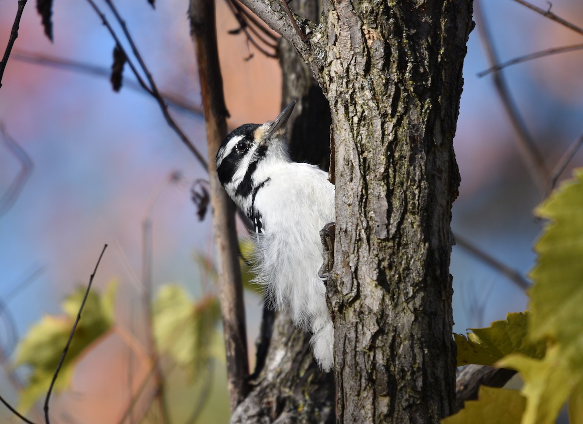 Hairy Woodpecker - ML644228897