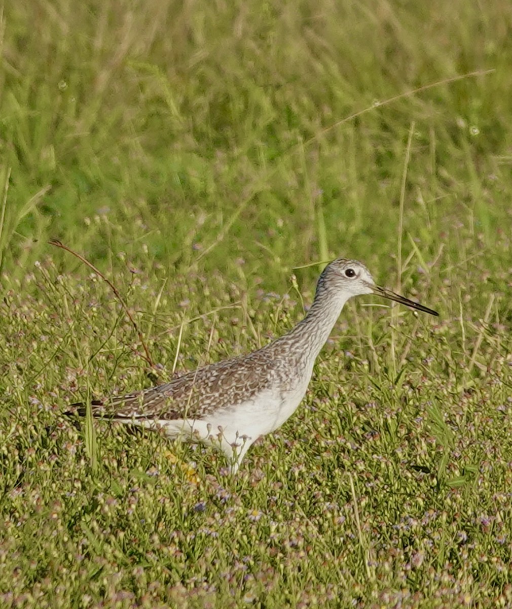 Greater Yellowlegs - ML644228901