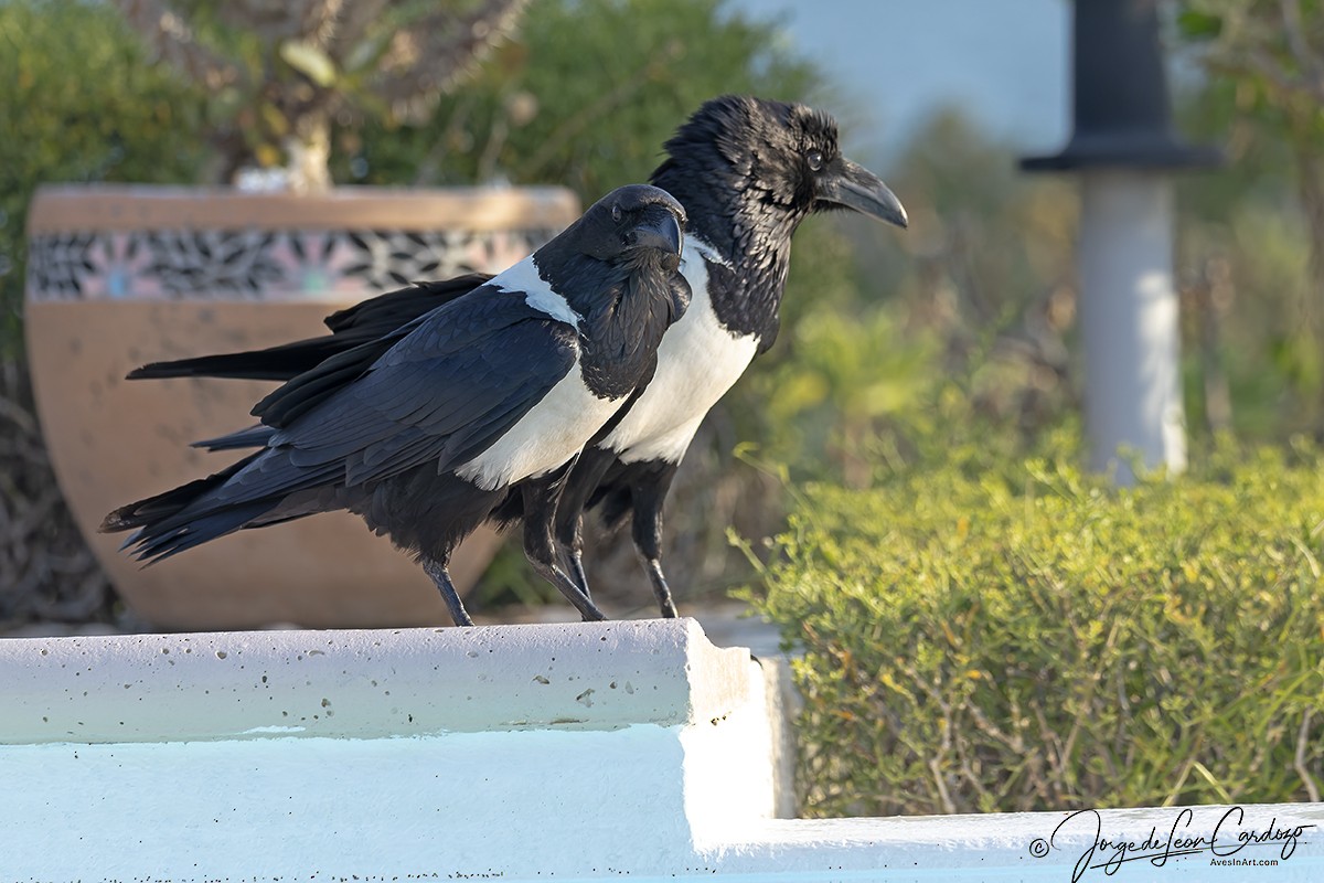 Крук строкатий - ML644228910