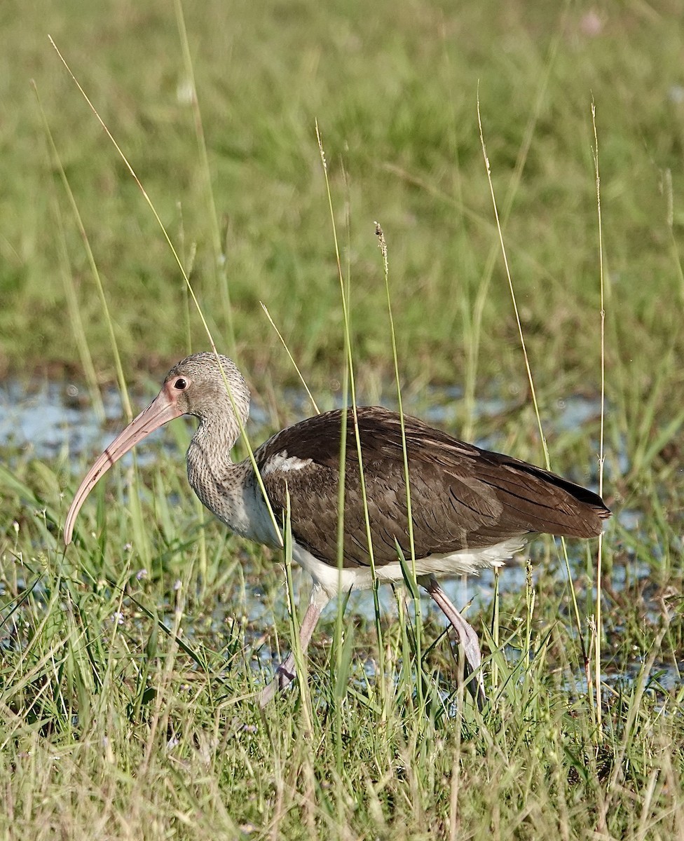 White Ibis - ML644228913