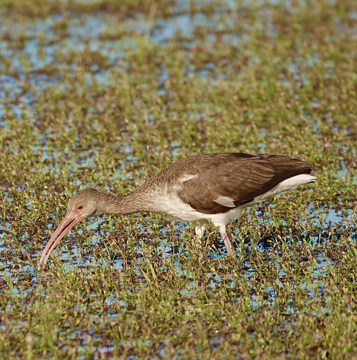 White Ibis - ML644228918