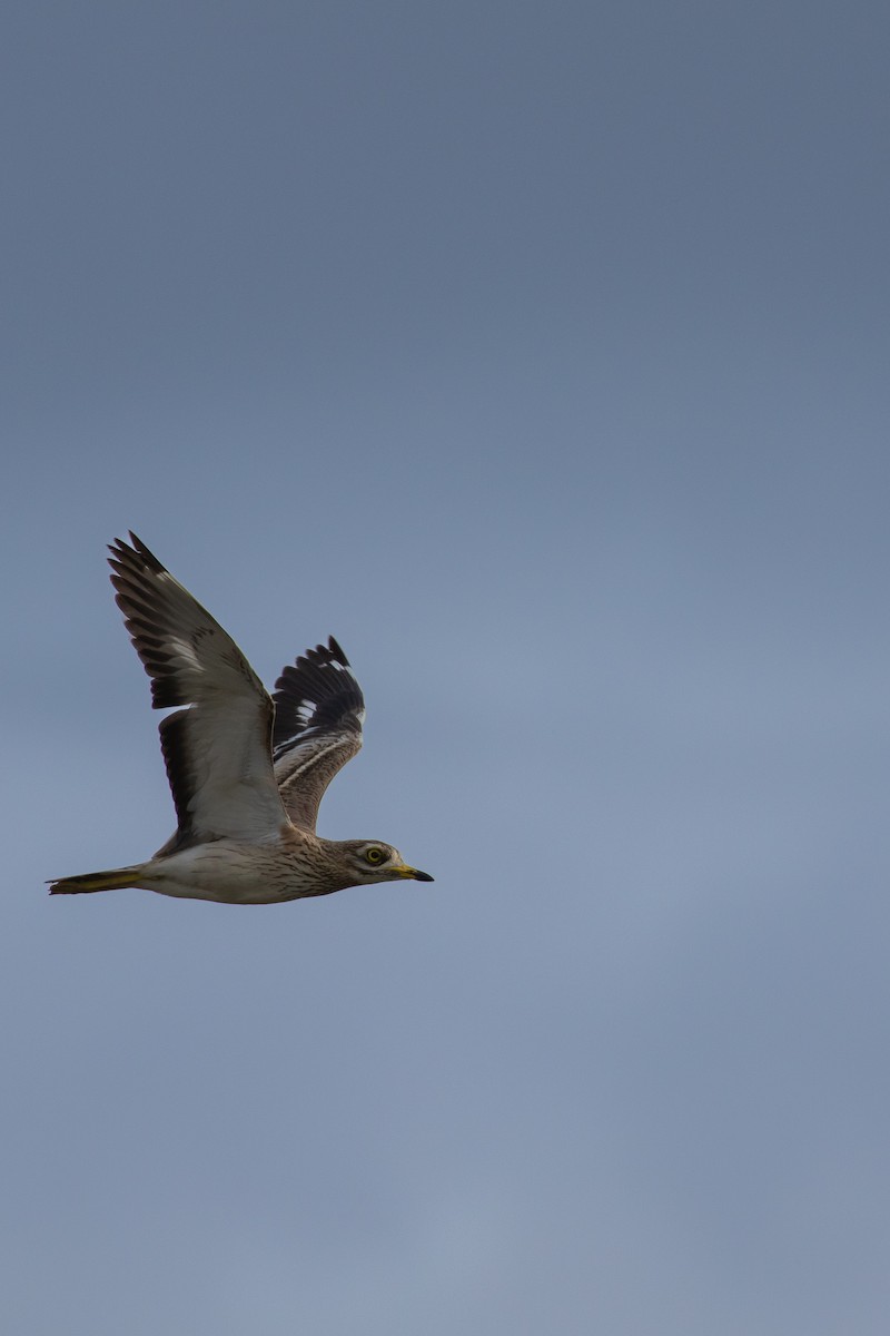 イシチドリ - ML644228930