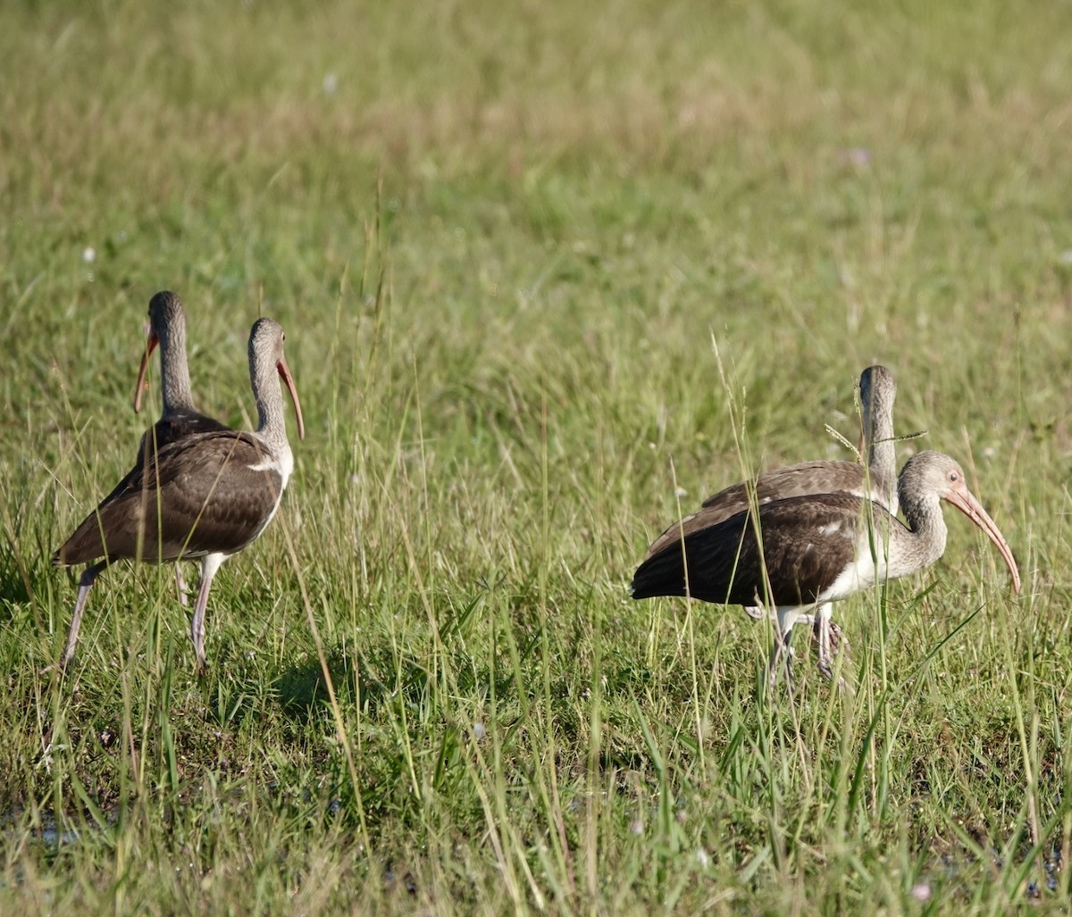 White Ibis - ML644228931