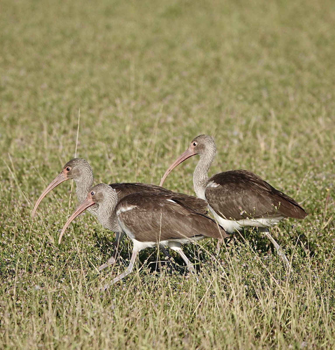 White Ibis - ML644228932