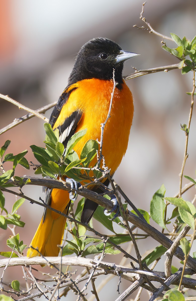 Baltimore Oriole - ML644228939