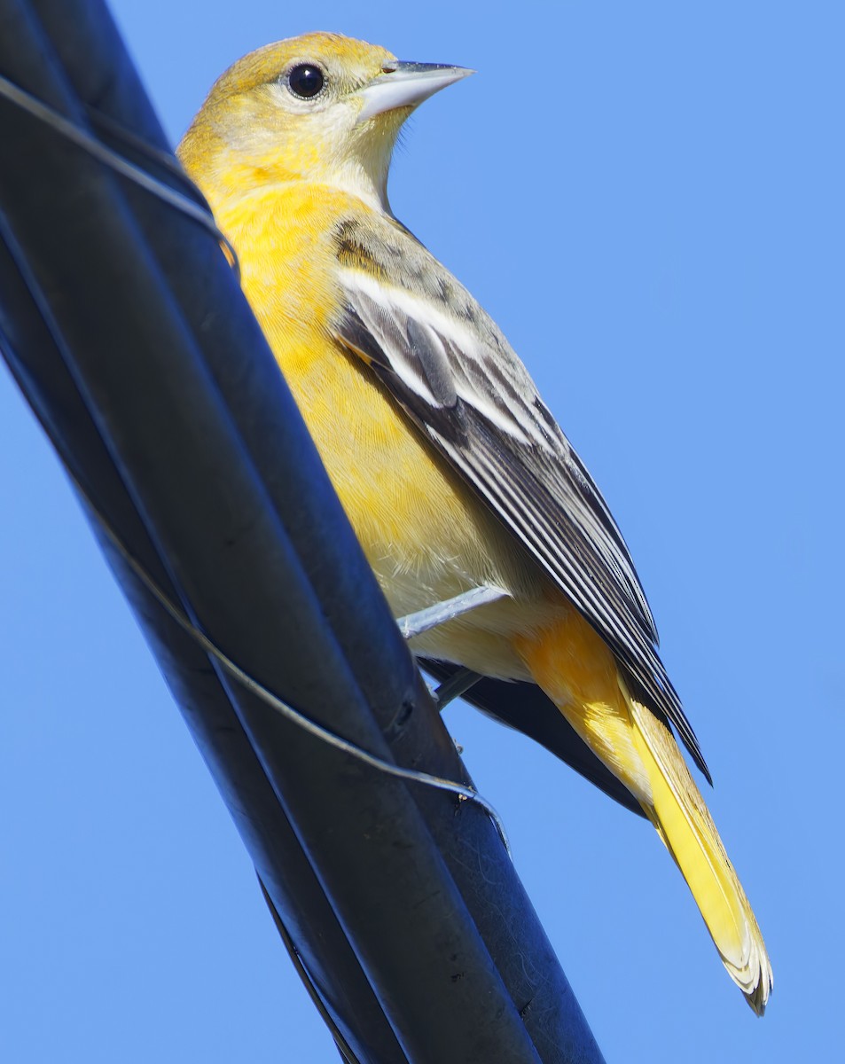 Baltimore Oriole - ML644228940