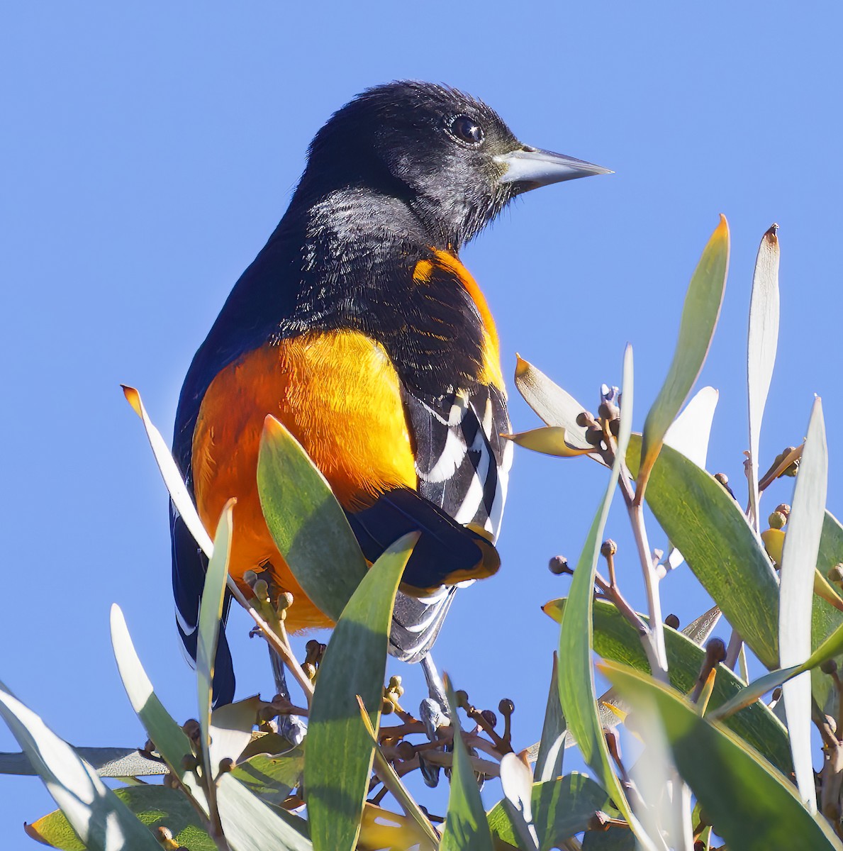 Baltimore Oriole - ML644228941