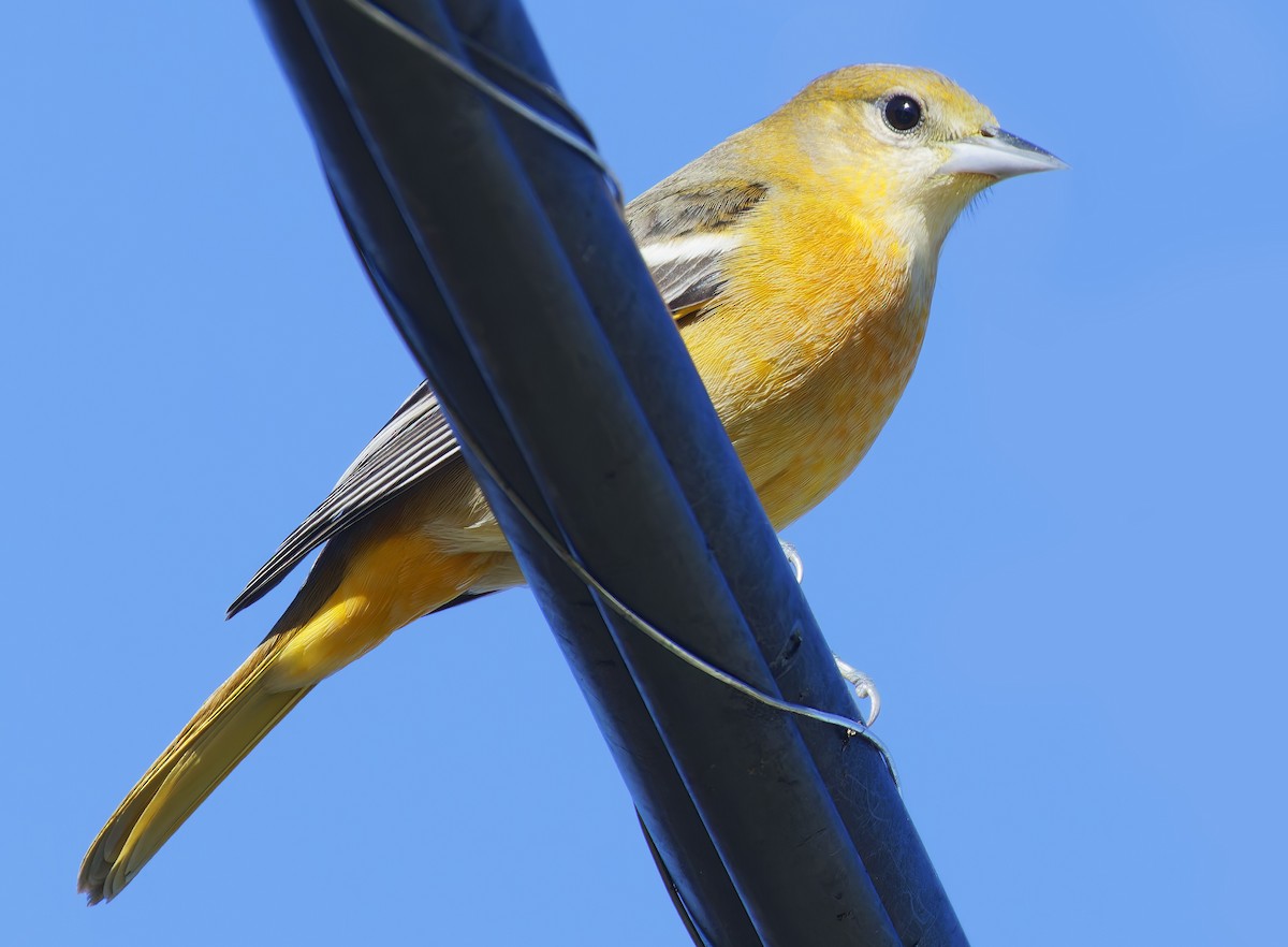 Baltimore Oriole - ML644228942