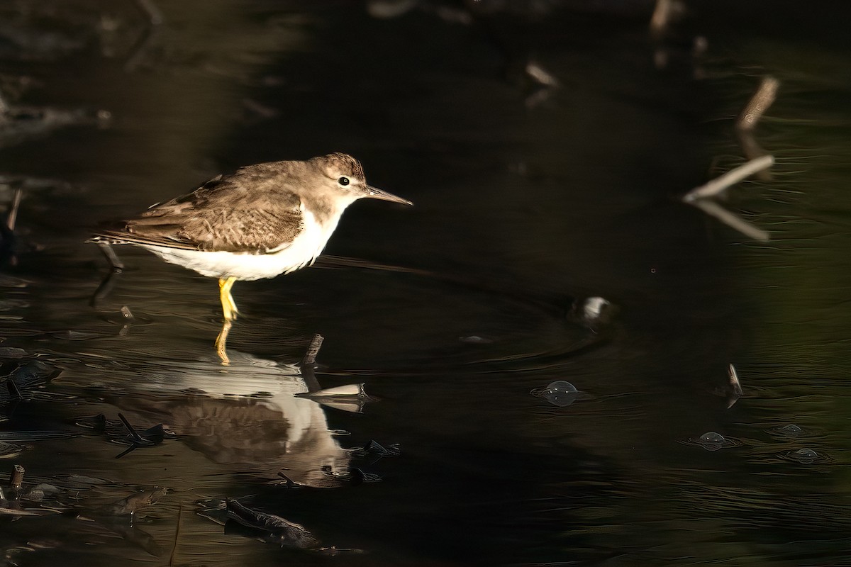 flekksnipe - ML644228954